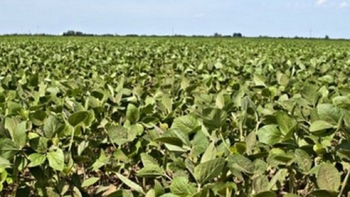 Las lluvias se trasladan desde el litoral hacia el centro de la región agrícola, elevando el riesgo de pérdida