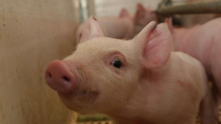La fiebre porcina en China: ¿oportunidad para la carne vacuna?