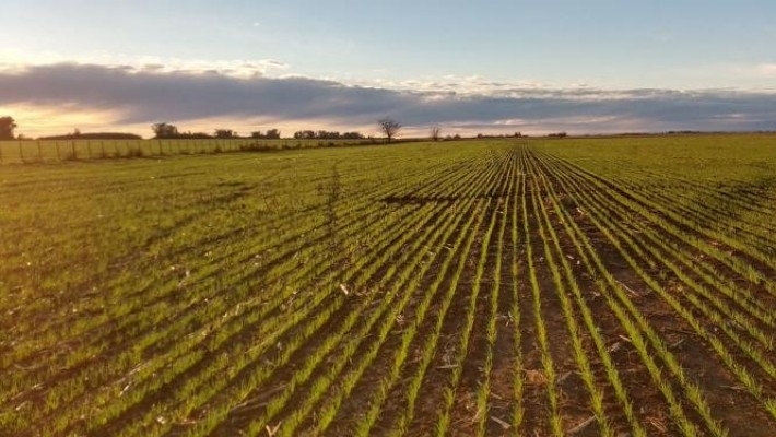 Córdoba, la más avanzada en la siembra de trigo pero con riesgos de no poder completarla