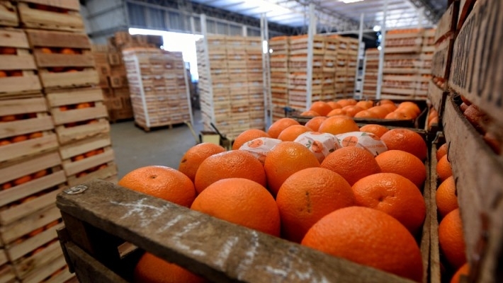 Argentina es tercera en el ranking de exportadores netos de alimentos, según la Sociedad Rural